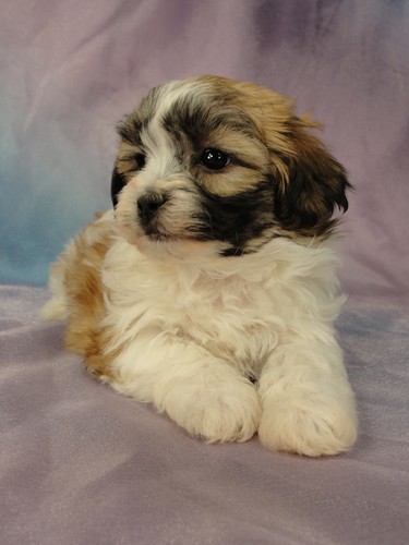 Female Shih tzu Bichon puppy for sale #24 Born January 9th, 2012